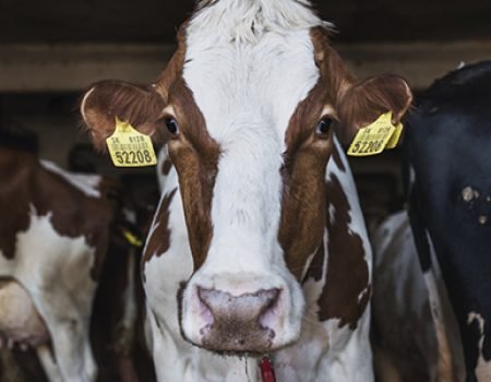 Agricultural Sciences Animal Shelter, Handling, Behaviour and Transportation of farm animals