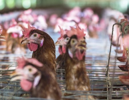 Agricultural Sciences – Animal Production