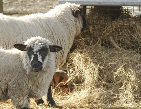 Agricultural Sciences – Feed Components