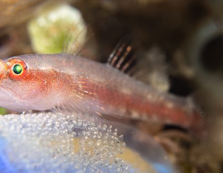 Reproduction in vertebrates