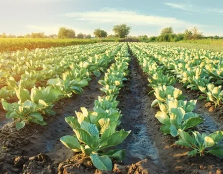 trade-area-and-agriculture